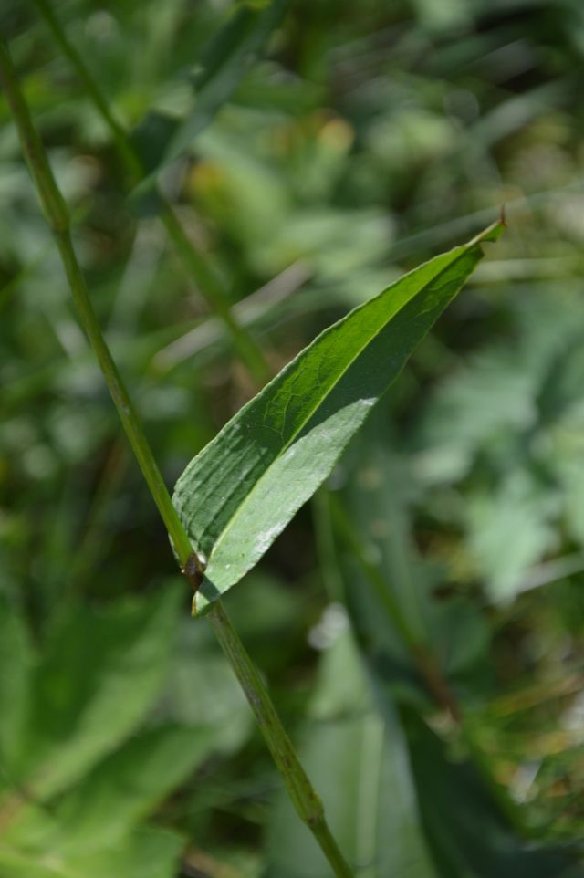 Bistorta officinalis